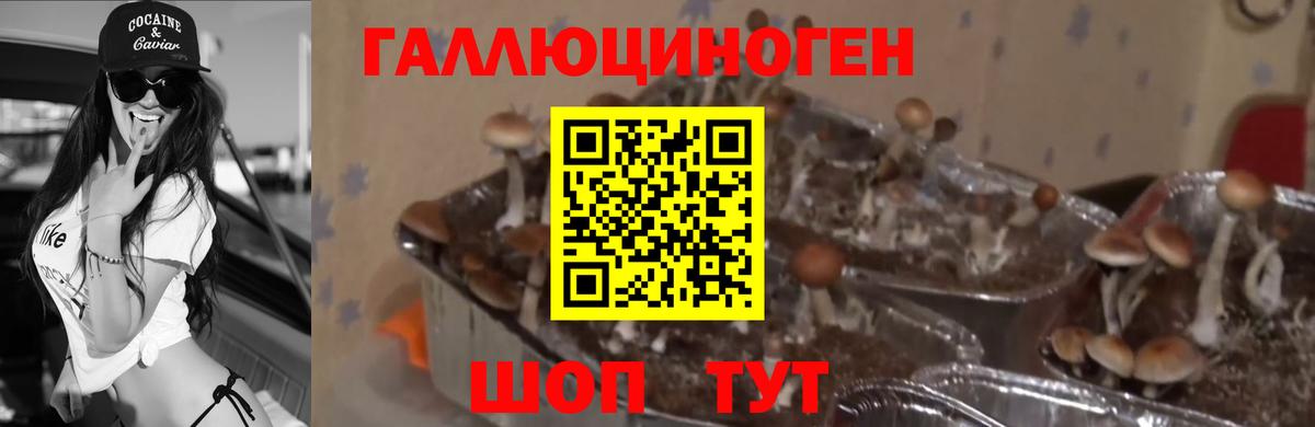 Псилоцибиновые грибы ЛСД  Псилоцибиновые грибы Cubensis  Вход с VPN  Чайковский 